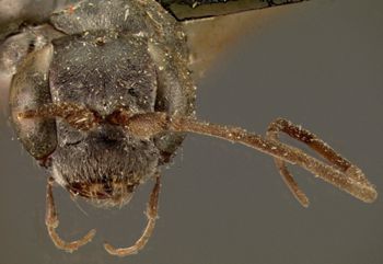 Media type: image;   Entomology 25892 Aspect: head frontal view